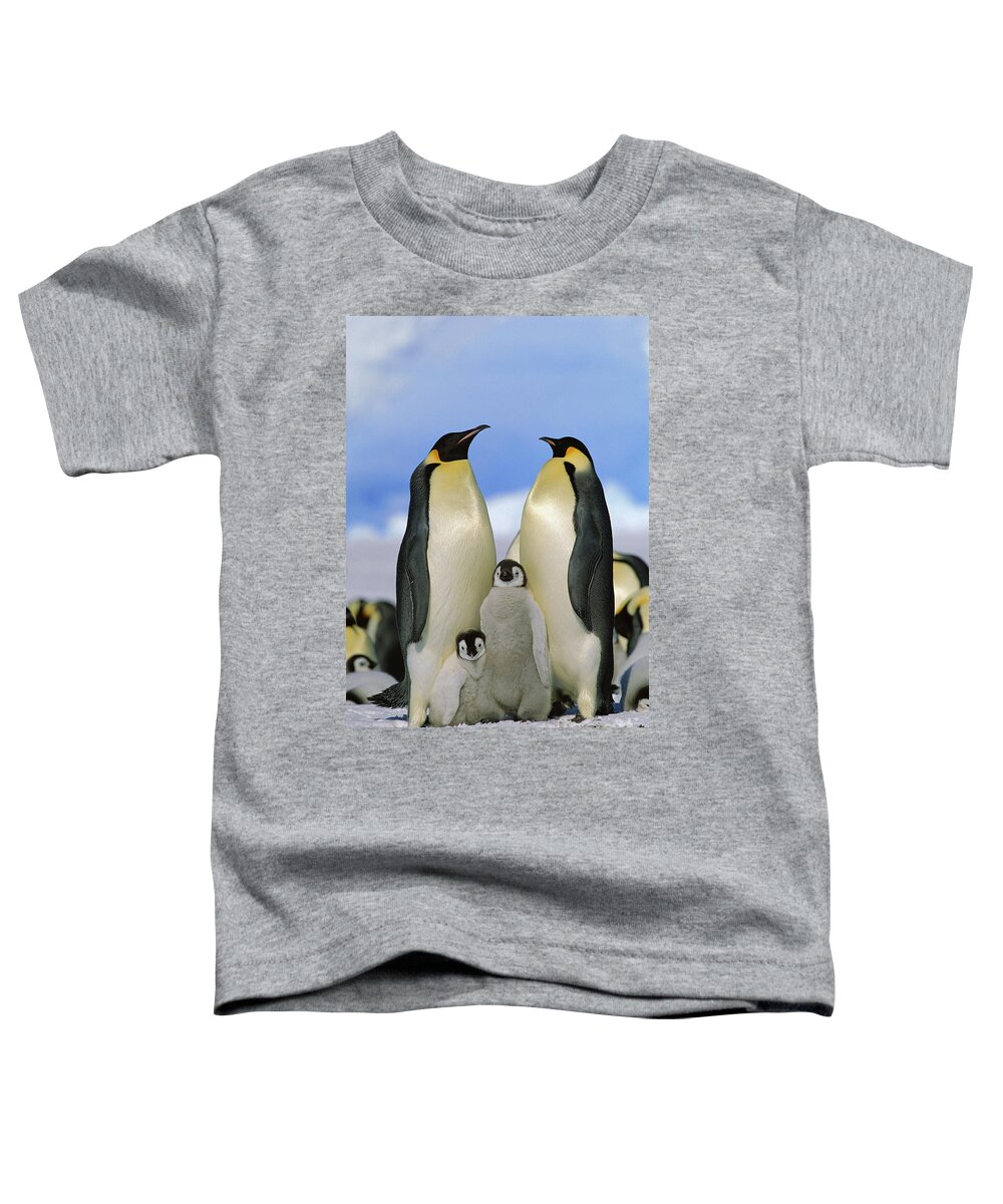 Mp Toddler T-Shirt featuring the photograph Emperor Penguin Family by Konrad Wothe