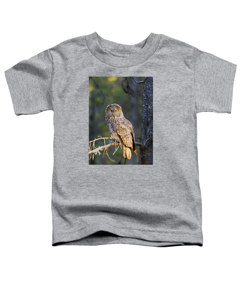  Yellowstone Toddler T-Shirt featuring the photograph Great Grey Owl #1 by Gary Langley