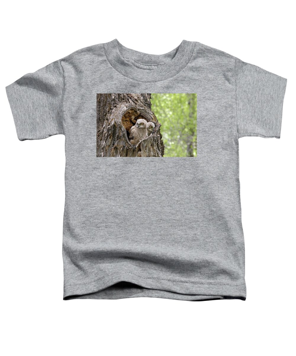 Owls Toddler T-Shirt featuring the photograph Owlets #1 by Ronnie And Frances Howard
