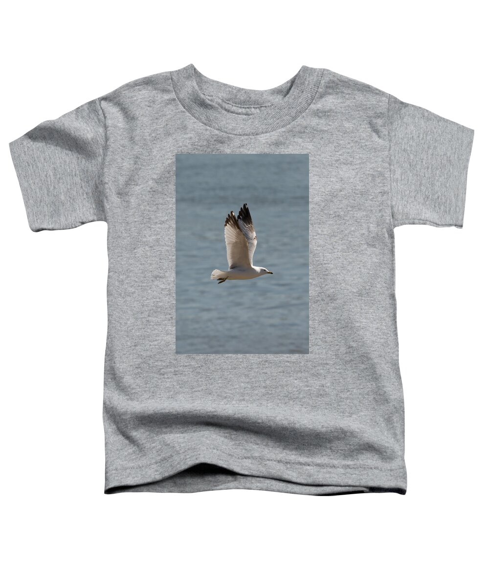 Ring Billed Gull Toddler T-Shirt featuring the photograph Ring-Billed Gull by Holden The Moment