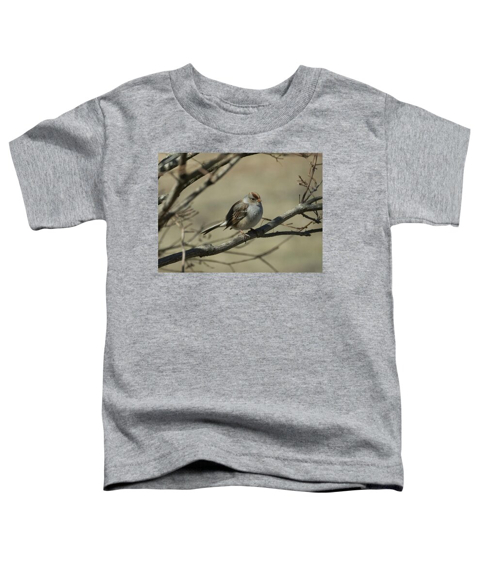 White Crowned Sparrow Toddler T-Shirt featuring the photograph White-Crowned Sparrow    by Holden The Moment