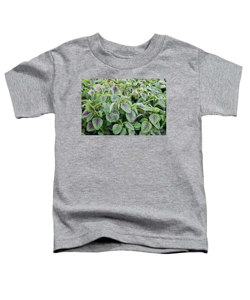 Yin Choy Toddler T-Shirt featuring the photograph Yin Choy Or Chinese Spinach #1 by Inga Spence