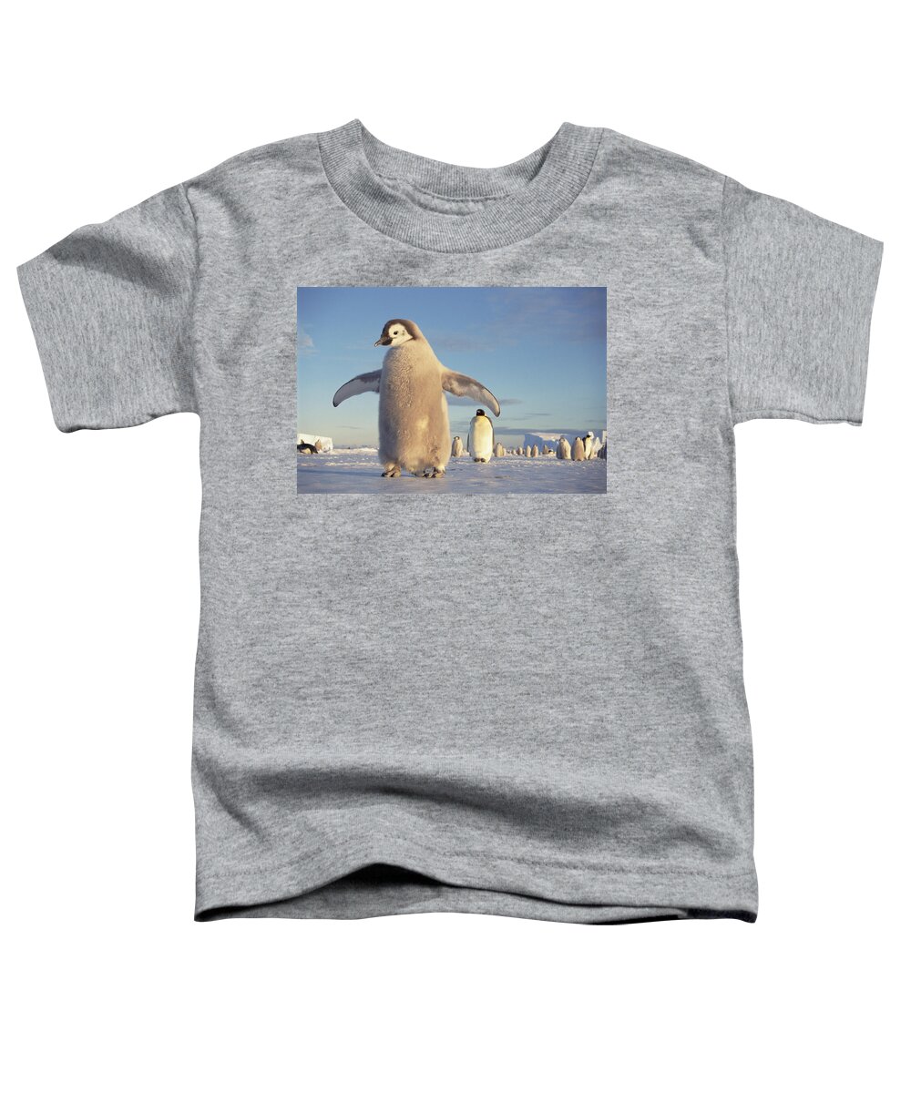 Mp Toddler T-Shirt featuring the photograph Emperor Penguin Aptenodytes Forsteri #2 by Tui De Roy