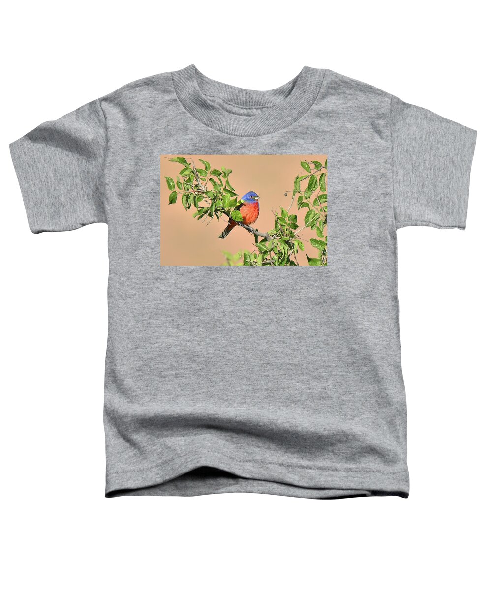 Bird Toddler T-Shirt featuring the photograph Painted Bunting #2 by Alan Lenk