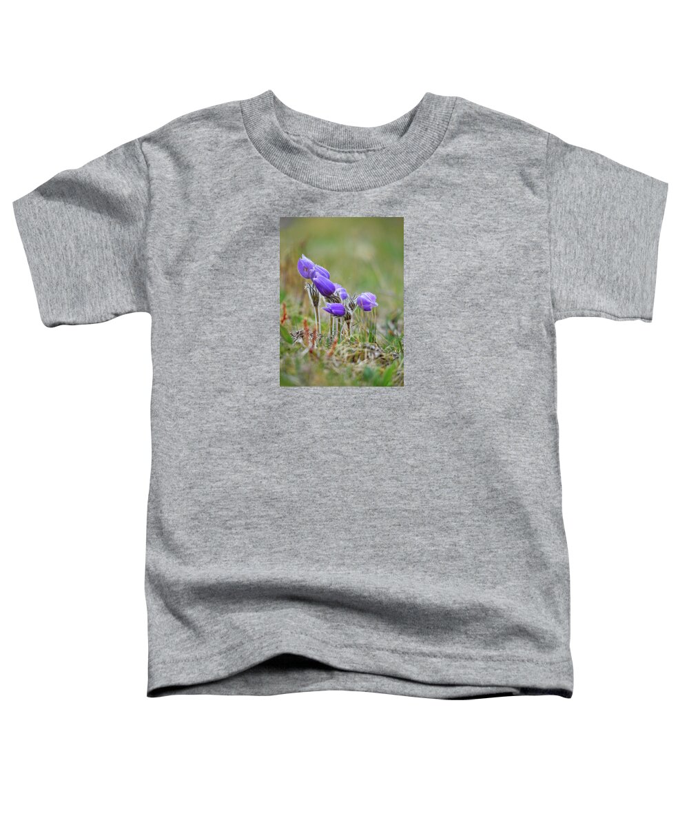 Pasque Toddler T-Shirt featuring the photograph Pasque Flowers #1 by Whispering Peaks Photography