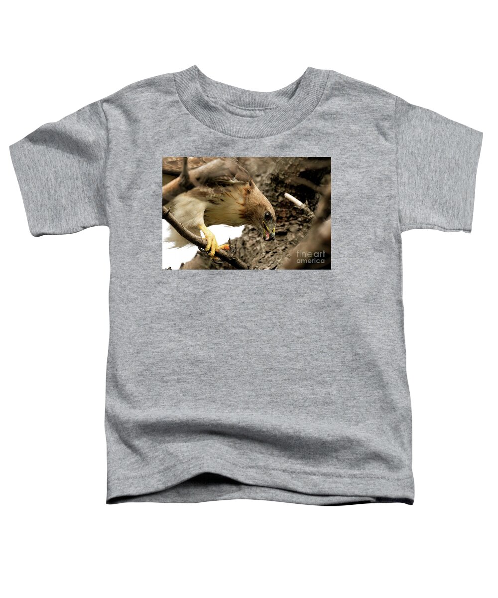 Red Tailed Hawk Toddler T-Shirt featuring the photograph Red tailed hawk #2 by Sam Rino