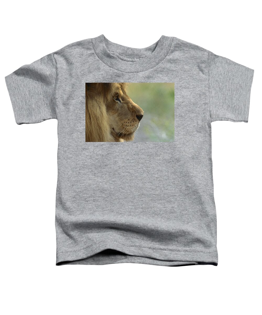 Mp Toddler T-Shirt featuring the photograph African Lion Panthera Leo Male Portrait by Zssd