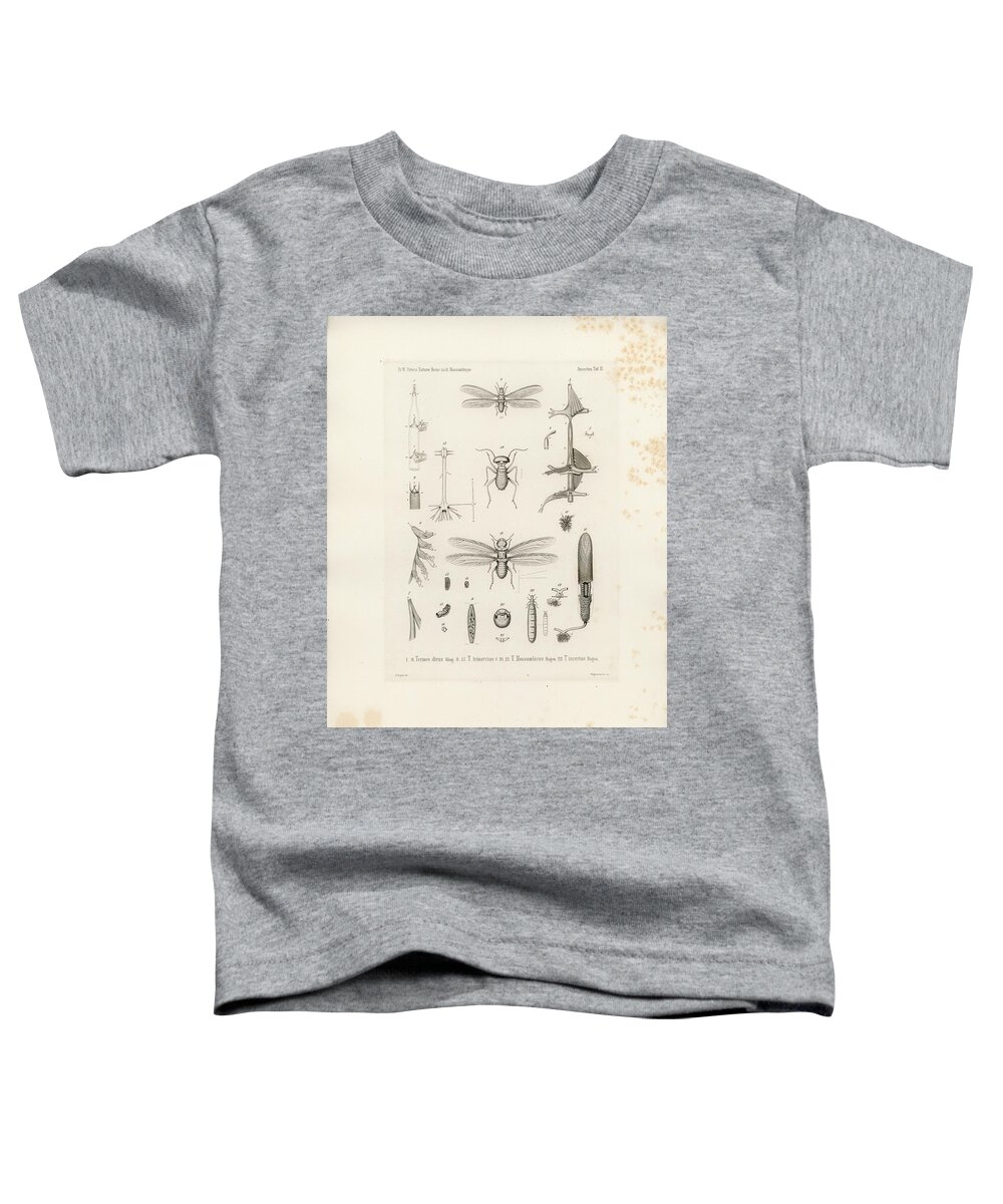 Termites Toddler T-Shirt featuring the drawing African termites and their anatomy by W Wagenschieber