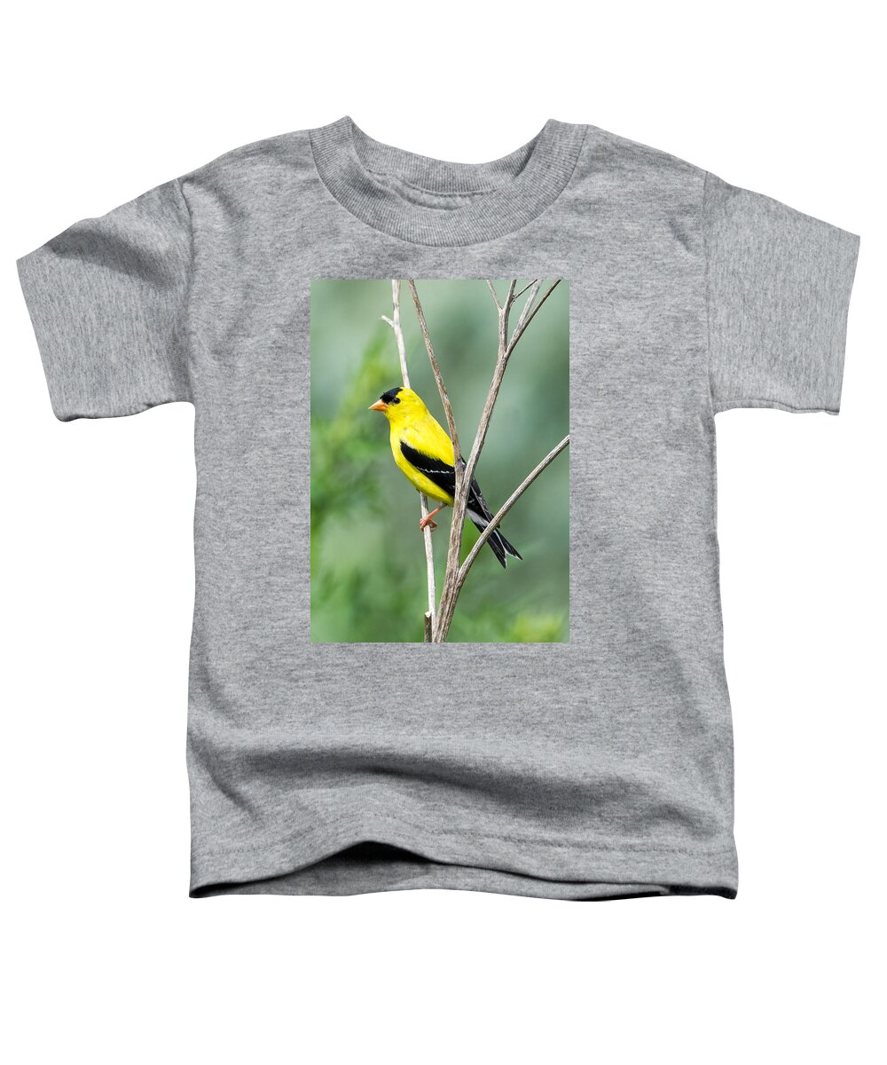 American Goldfinch Toddler T-Shirt featuring the photograph American Goldfinch  by Holden The Moment
