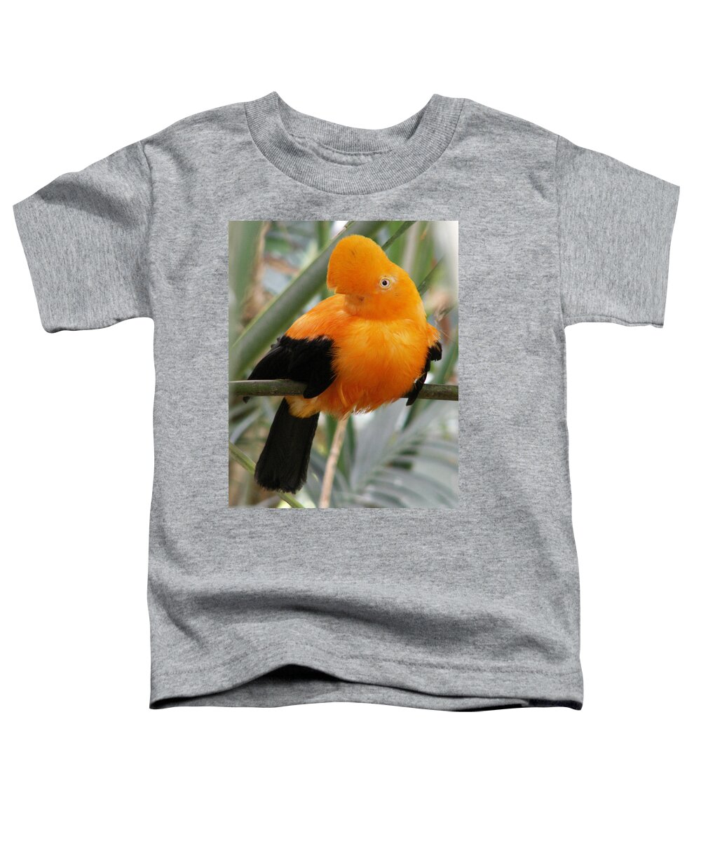 Bird Toddler T-Shirt featuring the photograph Andean Cock of the Rock by Amy Fose