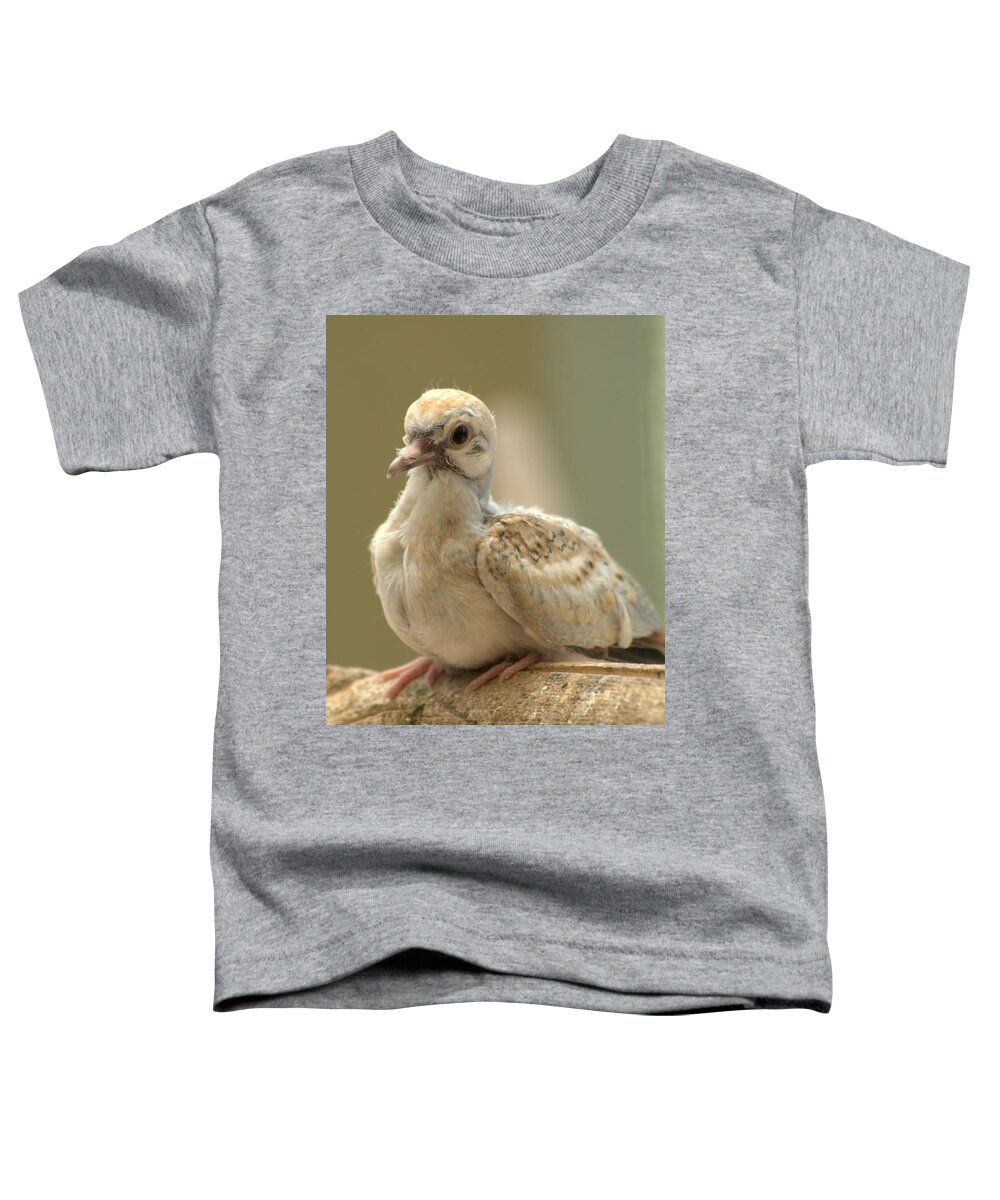 Bird Toddler T-Shirt featuring the photograph Baby Diamond Dove Geopelia cuneata by Nathan Abbott
