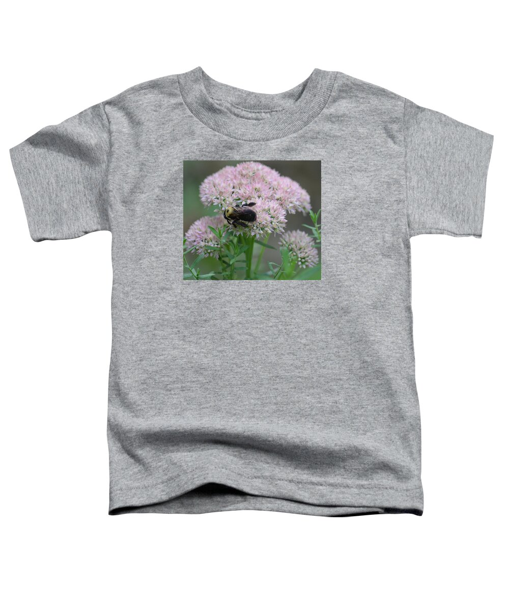 Bee On Sedum Toddler T-Shirt featuring the photograph Bee on Sedum by Maria Urso