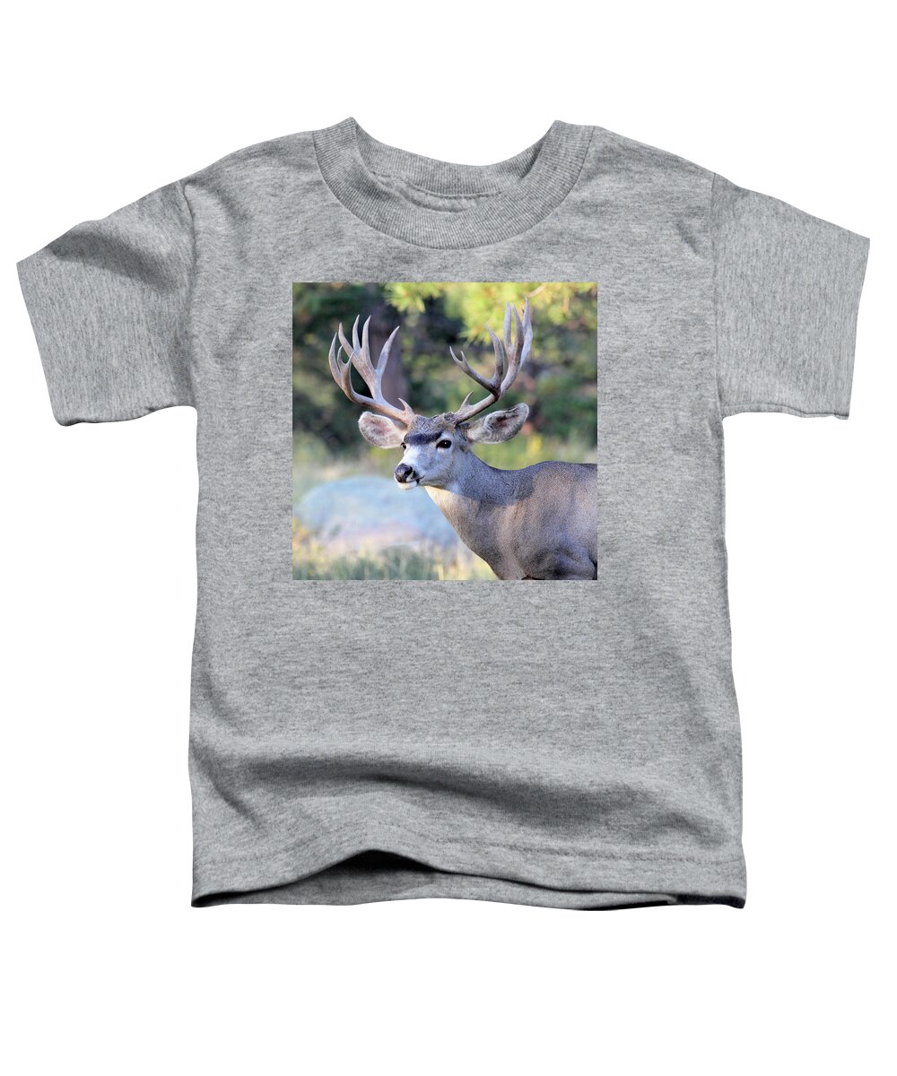 Buck Toddler T-Shirt featuring the photograph Big Buck by Shane Bechler