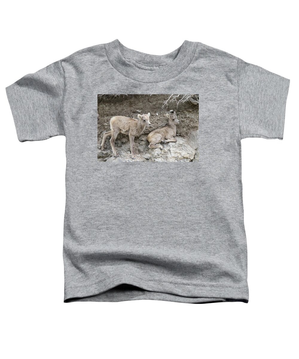 Bighorn Sheep Toddler T-Shirt featuring the photograph Bighorn Sheep Lambs on the Cliff by Tony Hake