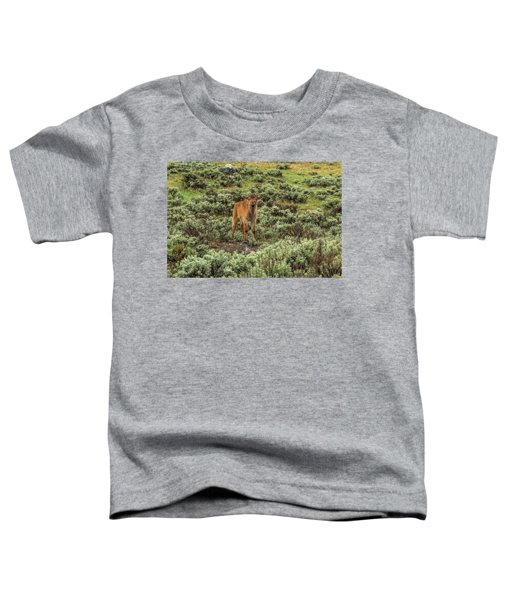 Bison Toddler T-Shirt featuring the photograph Bison Calf In Spring Rain by Yeates Photography