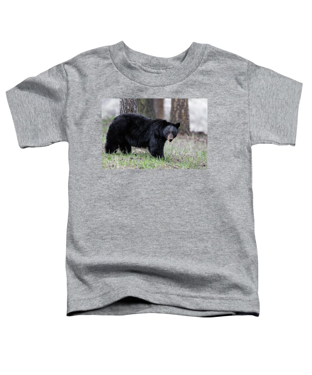 Bear Toddler T-Shirt featuring the photograph Black Bear by Ronnie And Frances Howard