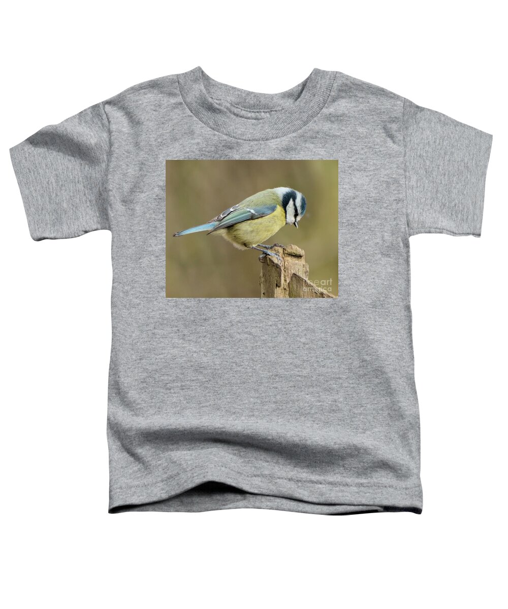 Bird Toddler T-Shirt featuring the photograph Blue Tit 2 by Baggieoldboy
