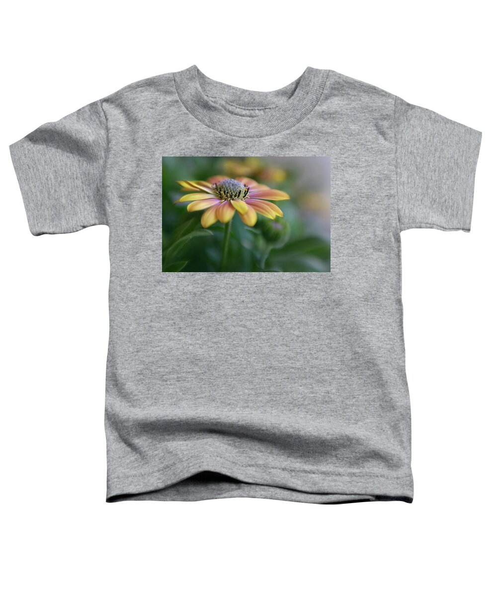 Apricot Toddler T-Shirt featuring the photograph Cape Daisy by David and Carol Kelly
