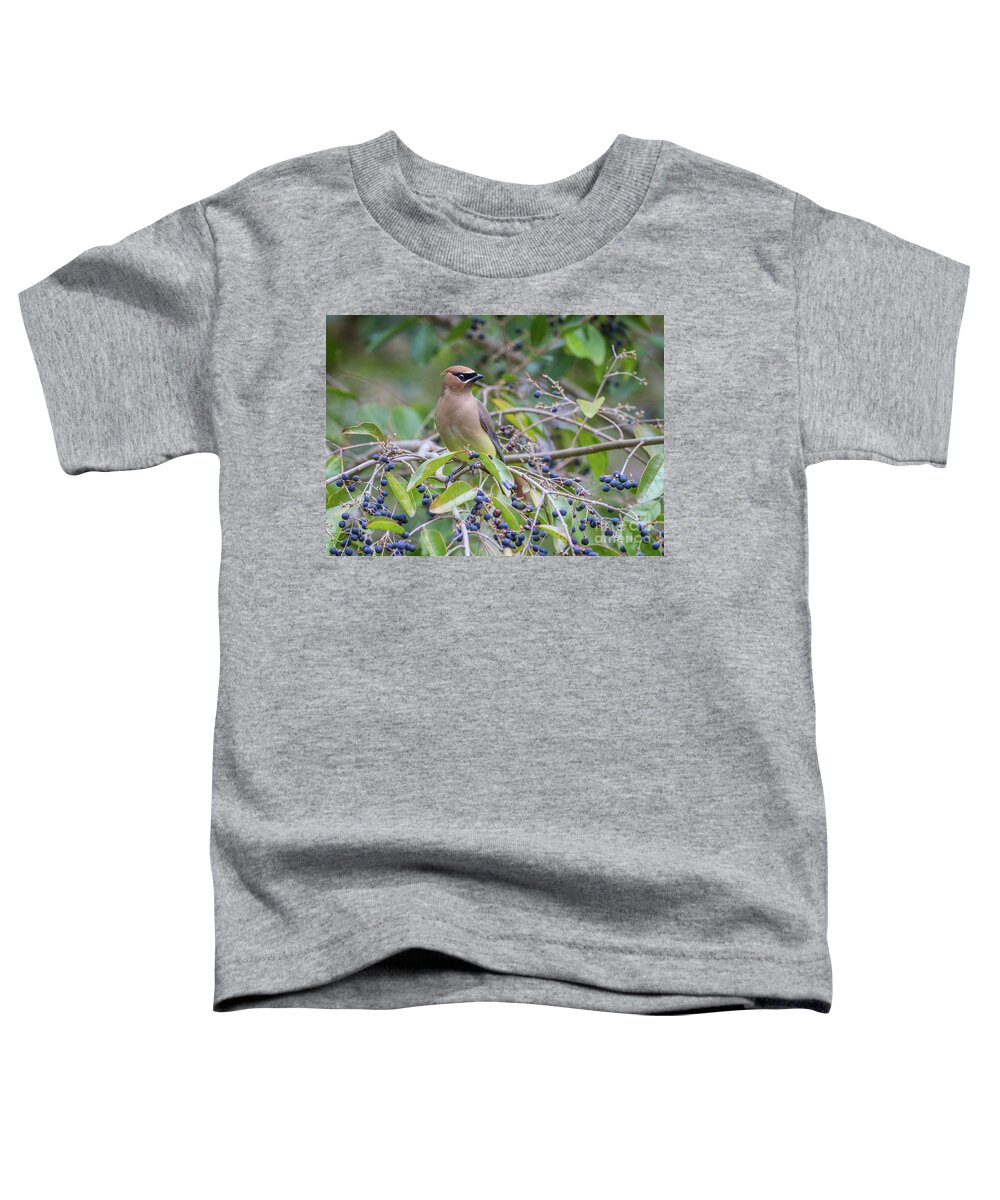 Cedar Wax Wing Toddler T-Shirt featuring the photograph Cedar Waxwing and Berries by Karen Jorstad