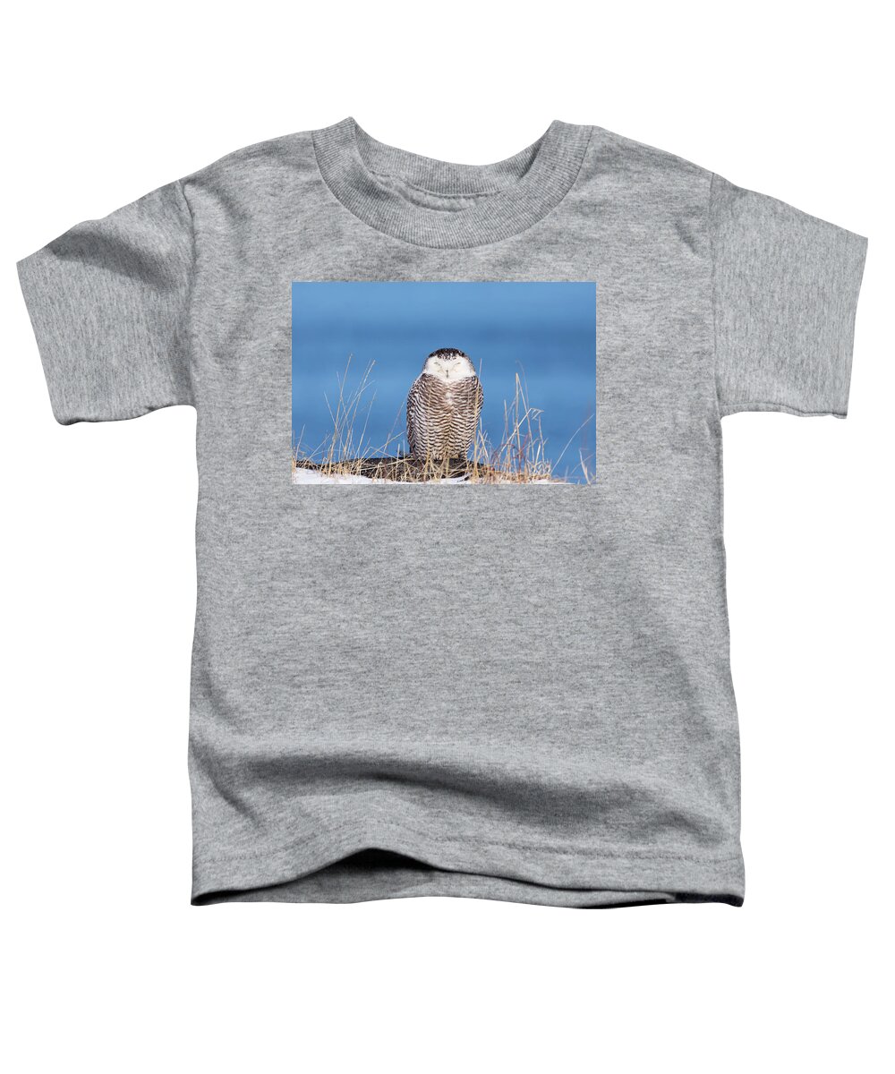 Snowy Owl Snowyowl Owls Bird Ornithology Outside Outdoors Nature Natural Wild Life Wildlife Atlantic Ocean Providence Ri Rhodeisland Rhode Island Newengland New England Brian Hale Brianhalephoto Centered Winter Snow Toddler T-Shirt featuring the photograph Centered Snowy Owl by Brian Hale