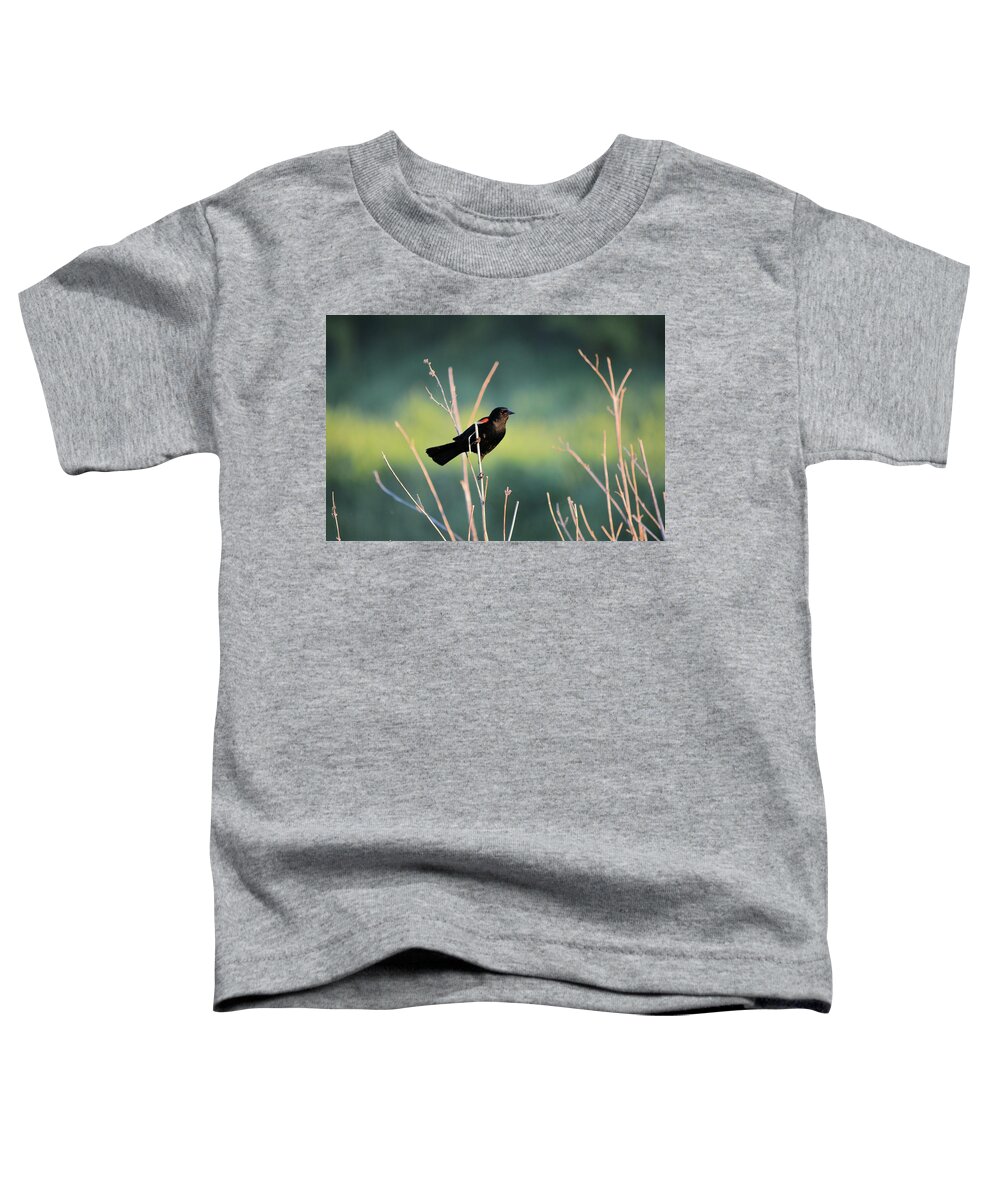 Blackbird Toddler T-Shirt featuring the photograph Clinging Redwing by Bonfire Photography