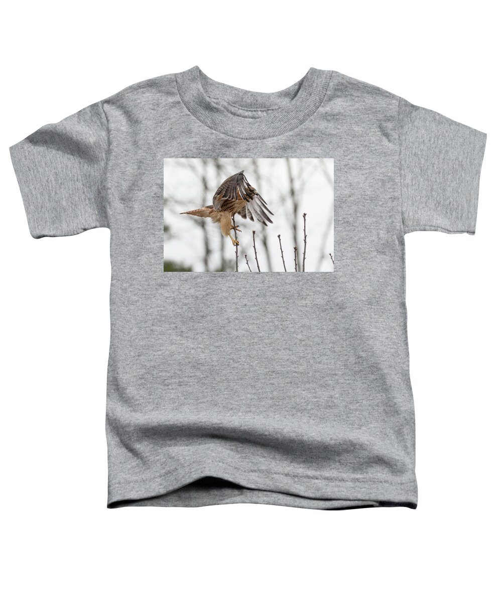 Westboylston Ma Mass Massachusetts Brian Hale Brianhalephoto Newengland New England Nicitating Membrane Blink Blinking Eye Eyelide Portrait Closeup Close Up Redtail Red-tail Red-shoulder Redshouldered Shouldered Red Tail Shoulder Hybrid Hawk Rare Come At Me Bro Toddler T-Shirt featuring the photograph Come at me Bro by Brian Hale
