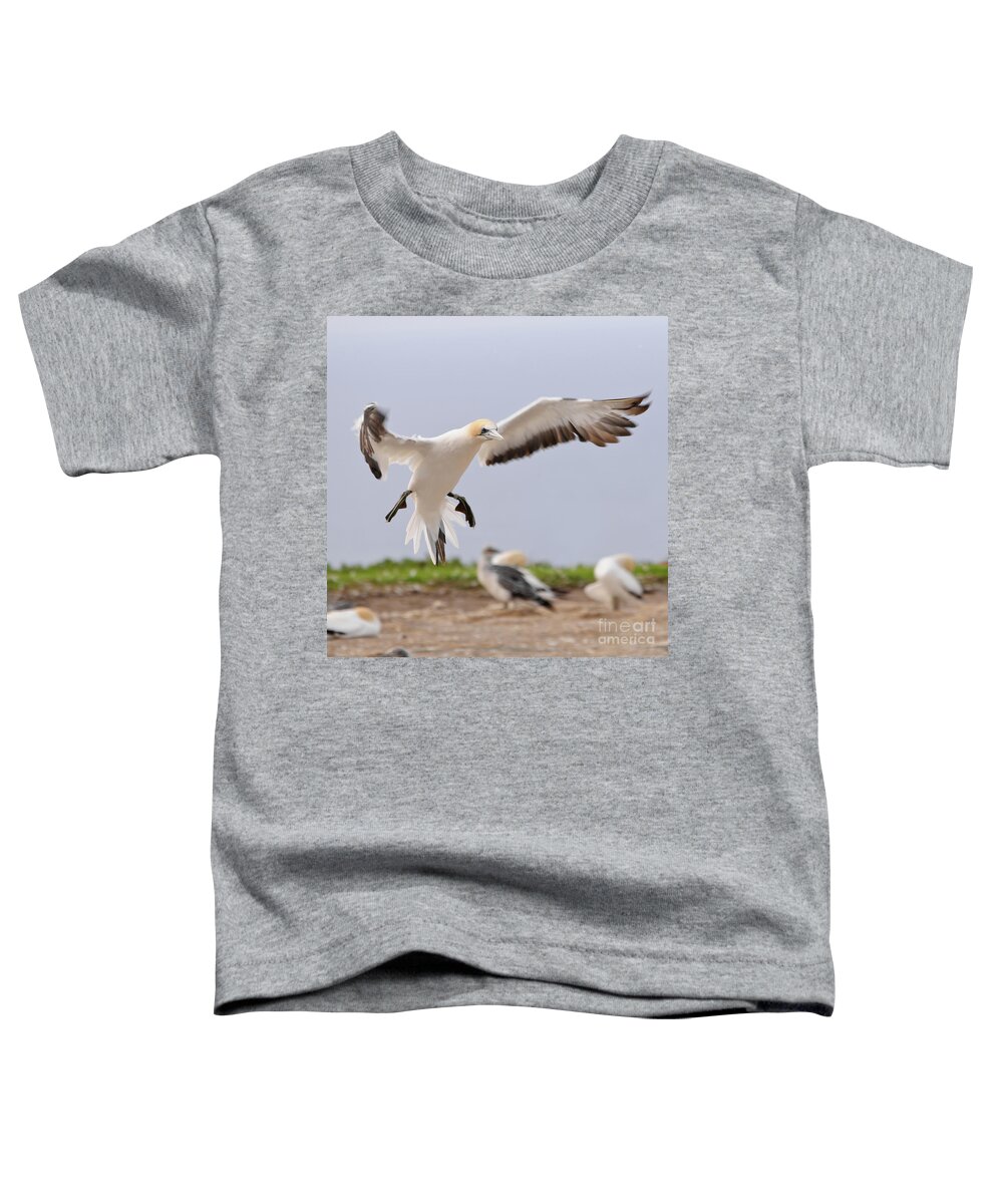 Gannet Toddler T-Shirt featuring the photograph Coming in to Land by Werner Padarin
