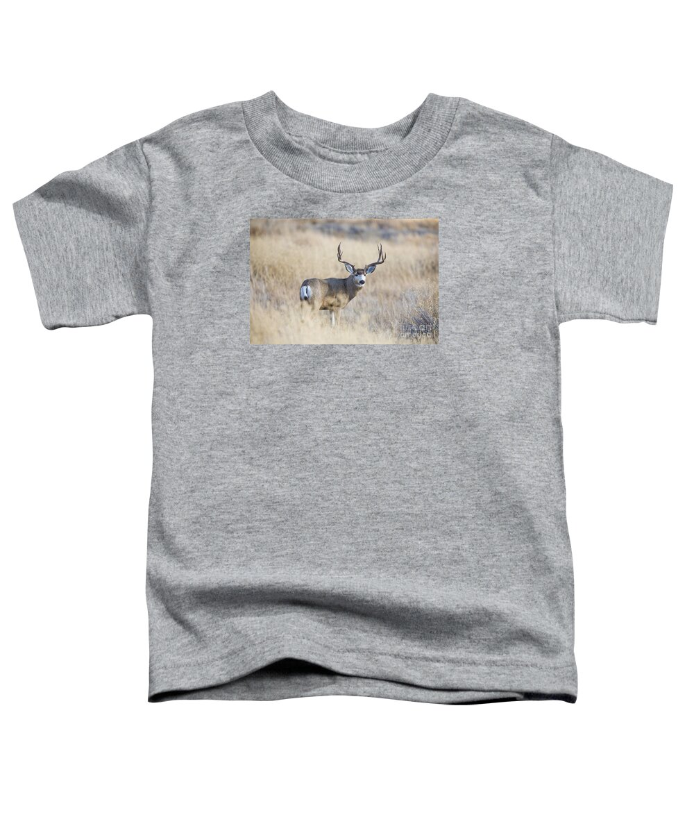 Deer Toddler T-Shirt featuring the photograph Desert King by Douglas Kikendall