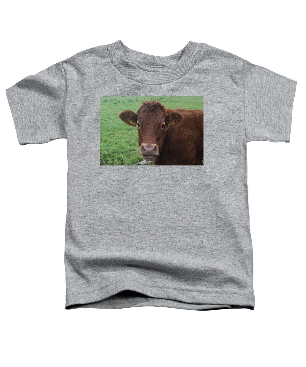 Ireland Toddler T-Shirt featuring the photograph Doolin Cow by Curtis Krusie