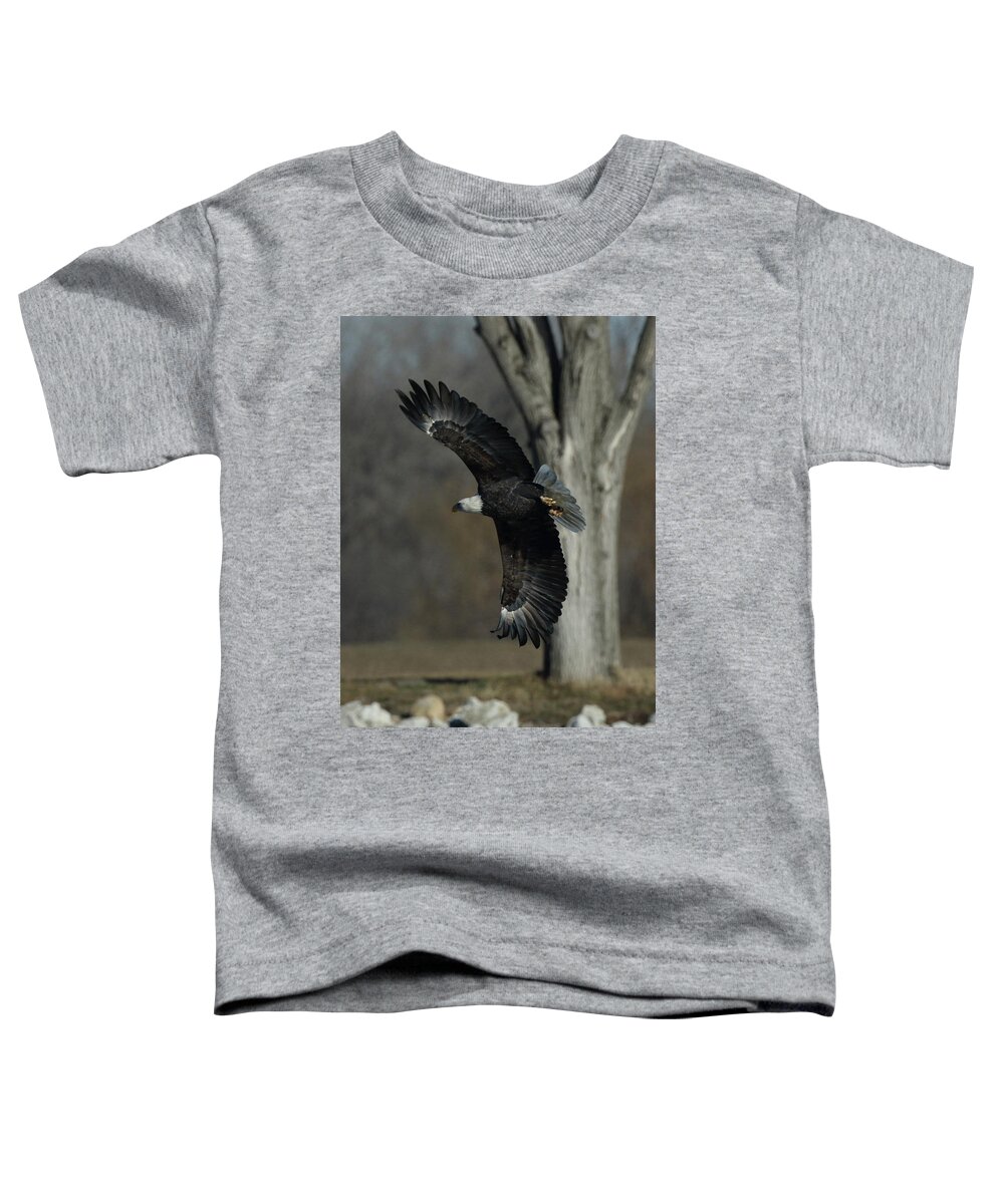 Eagle Toddler T-Shirt featuring the photograph Eagle Soaring by Tree by Coby Cooper