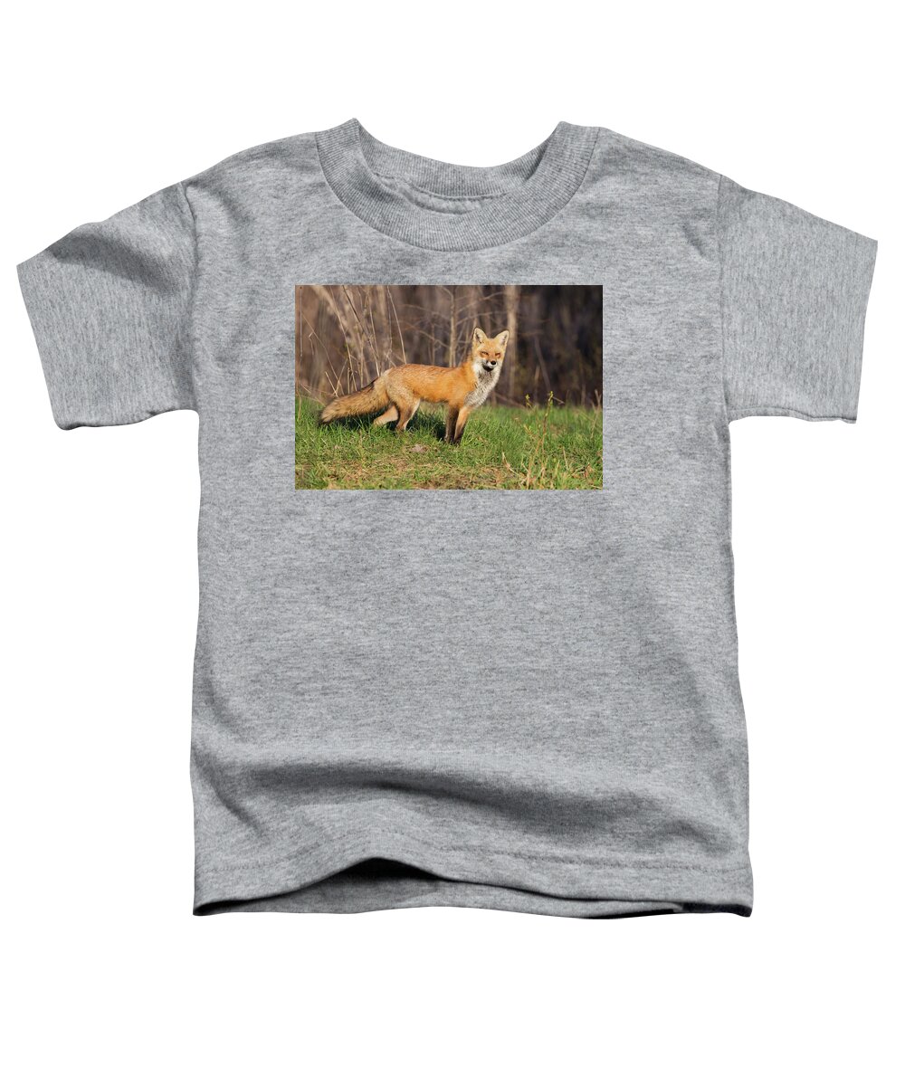 Wild Toddler T-Shirt featuring the photograph Fantastic Mr Fox by Mircea Costina Photography