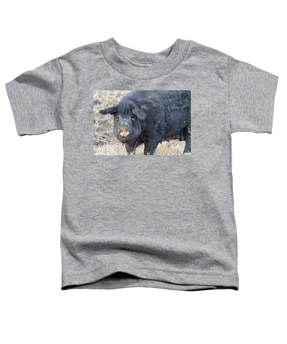 Pig Toddler T-Shirt featuring the photograph Female Hog by James BO Insogna