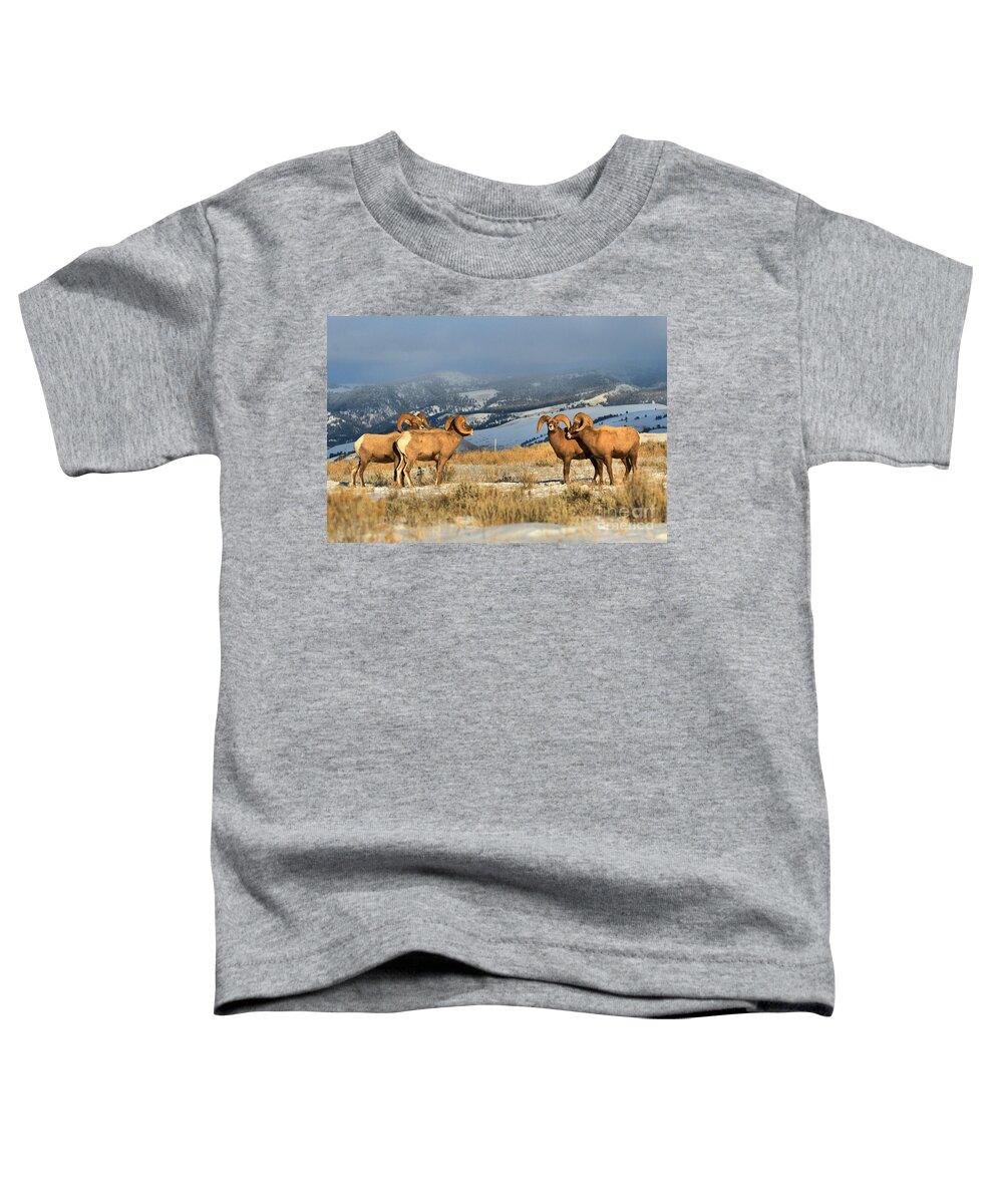 Bighorn Toddler T-Shirt featuring the photograph Getting Ready For Battle by Adam Jewell