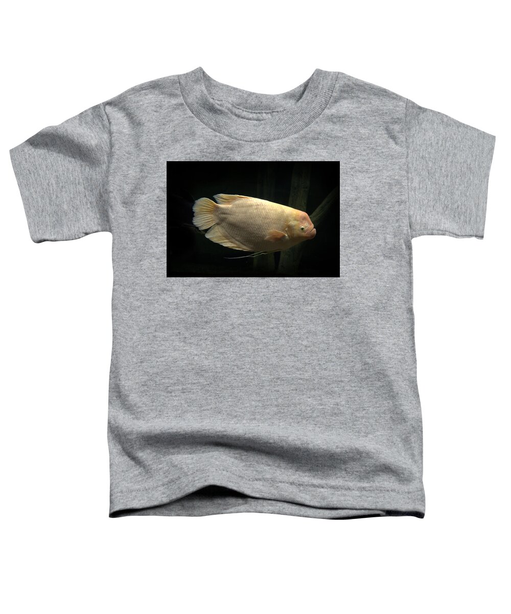 Fish Toddler T-Shirt featuring the photograph Giant gourami Osphronemus goramy by Nathan Abbott