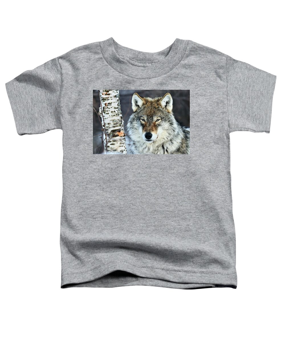 70015066 Toddler T-Shirt featuring the photograph Gray Wolf Portrait by Jasper Doest