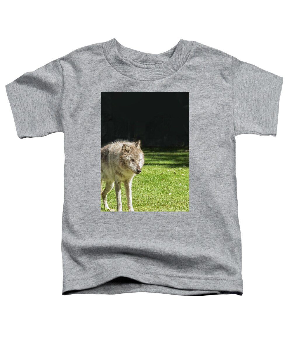 Activity Toddler T-Shirt featuring the photograph Grey wolf by Patricia Hofmeester