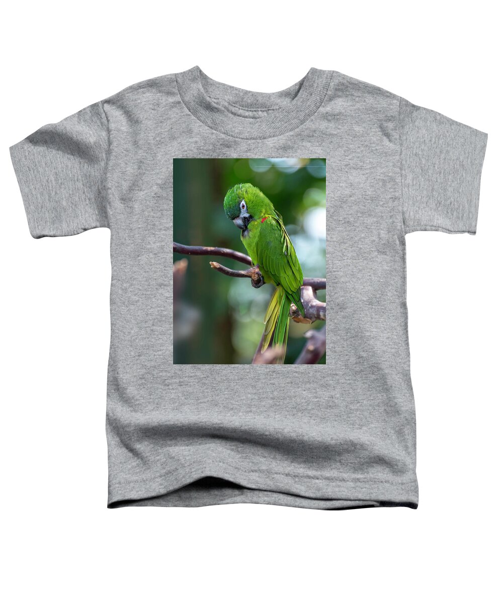Hahn's Macaws Toddler T-Shirt featuring the photograph Hahn's Macaws by John Poon