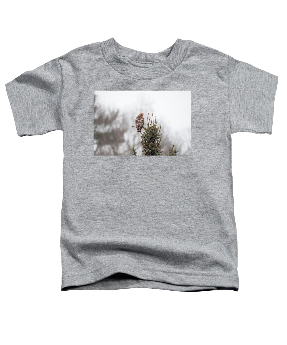 Ornithology Outside Outdoors Natural Wild Wildlife Nature Predator Boylston West W Westboylston Ma Mass Massachusetts Brian Hale Brianhalephoto Newengland New England Hanging Out Branch Tree Watching Looking Toddler T-Shirt featuring the photograph Hal Hanging Out 2 by Brian Hale