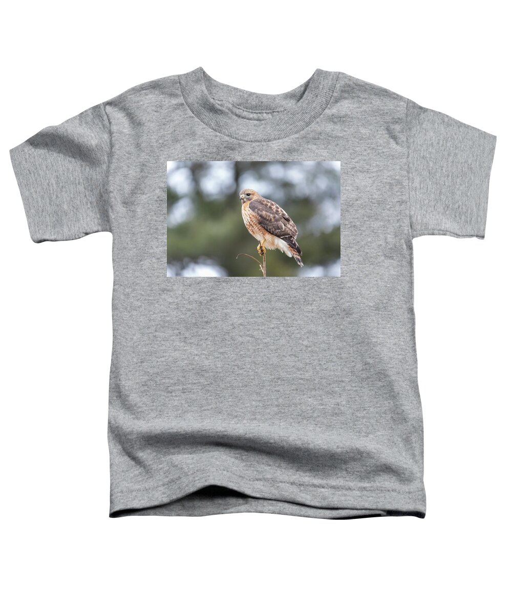 Westboylston Ma Mass Massachusetts Brian Hale Brianhalephoto Newengland New England Eyelide Portrait Closeup Close Up Redtail Red-tail Red-shoulder Redshouldered Shouldered Red Tail Shoulder Hybrid Hawk Rare Portrait Toddler T-Shirt featuring the photograph Hal the Hybrid Portrait 3 by Brian Hale
