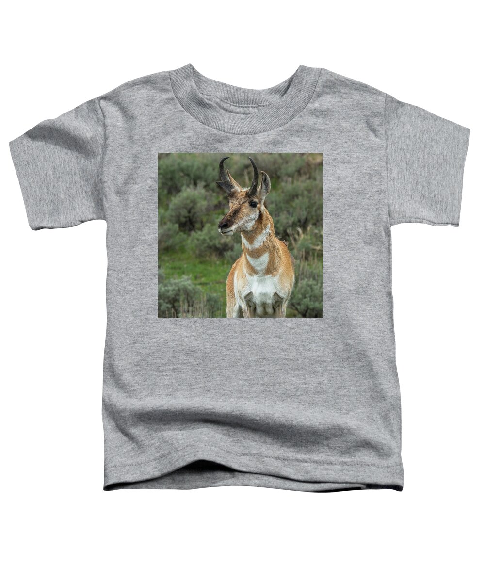 Pronghorn Toddler T-Shirt featuring the photograph Handsome Pronghorn In Rut by Yeates Photography