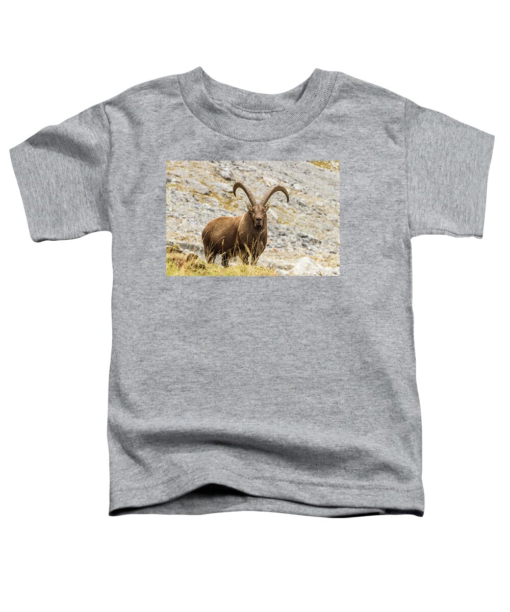 Wildlife Toddler T-Shirt featuring the photograph Ibex - 2 - French Alps by Paul MAURICE