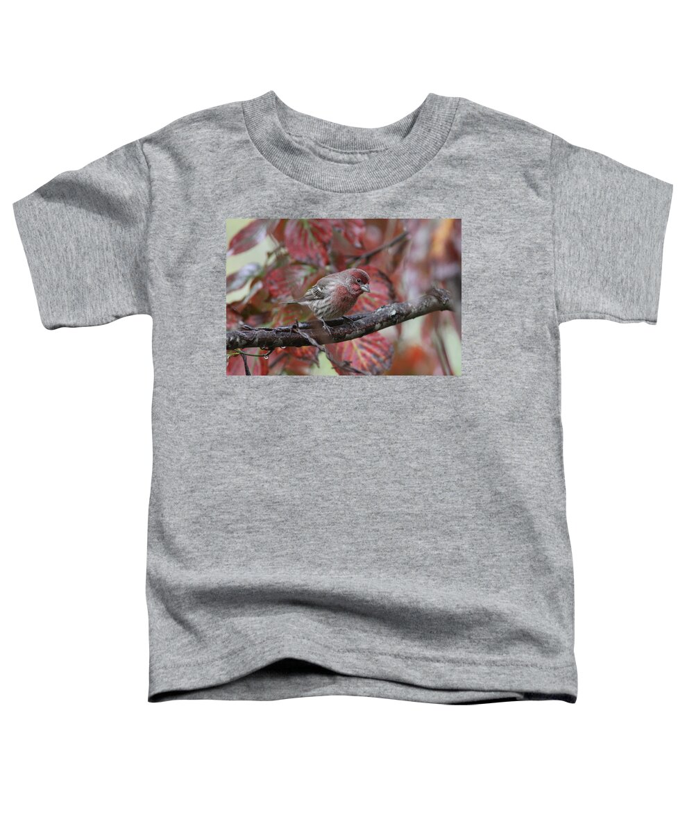 House Finch Toddler T-Shirt featuring the photograph IMG_6988 - House Finch by Travis Truelove