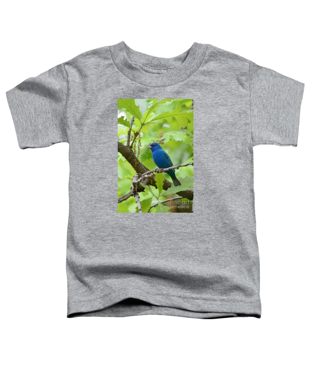 Indigo Bunting Bird Avian Nature Wildlife Toddler T-Shirt featuring the photograph Indigo Bunting No 4 4473 by Ken DePue