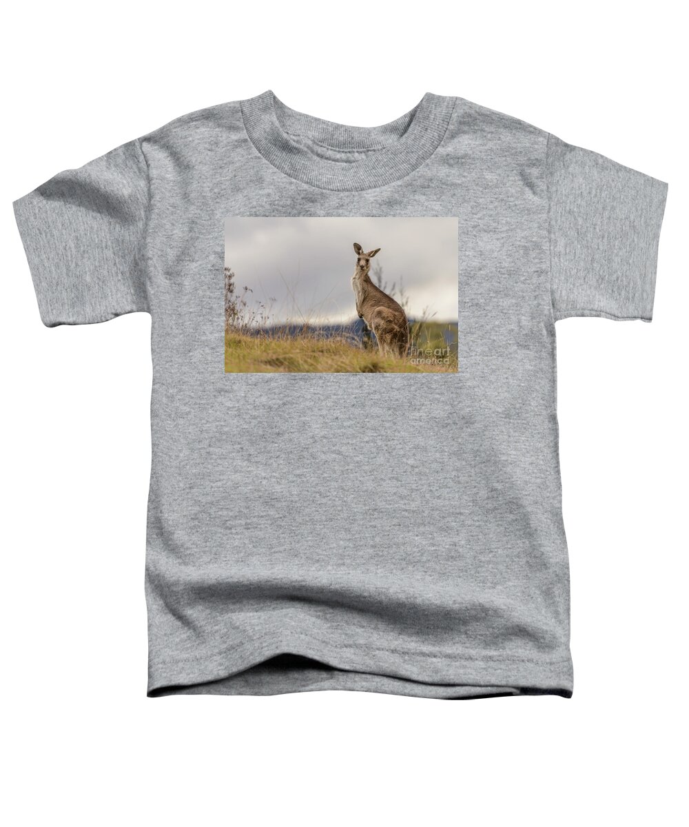 Fauna Toddler T-Shirt featuring the photograph Kangaroo 2 by Werner Padarin