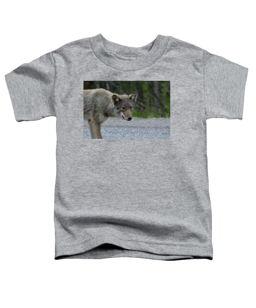 Coyote Toddler T-Shirt featuring the photograph Killarney Coyote by David Porteus