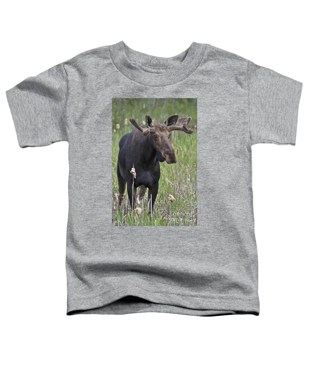 Nina Stavlund Toddler T-Shirt featuring the photograph King of the Forest.. by Nina Stavlund