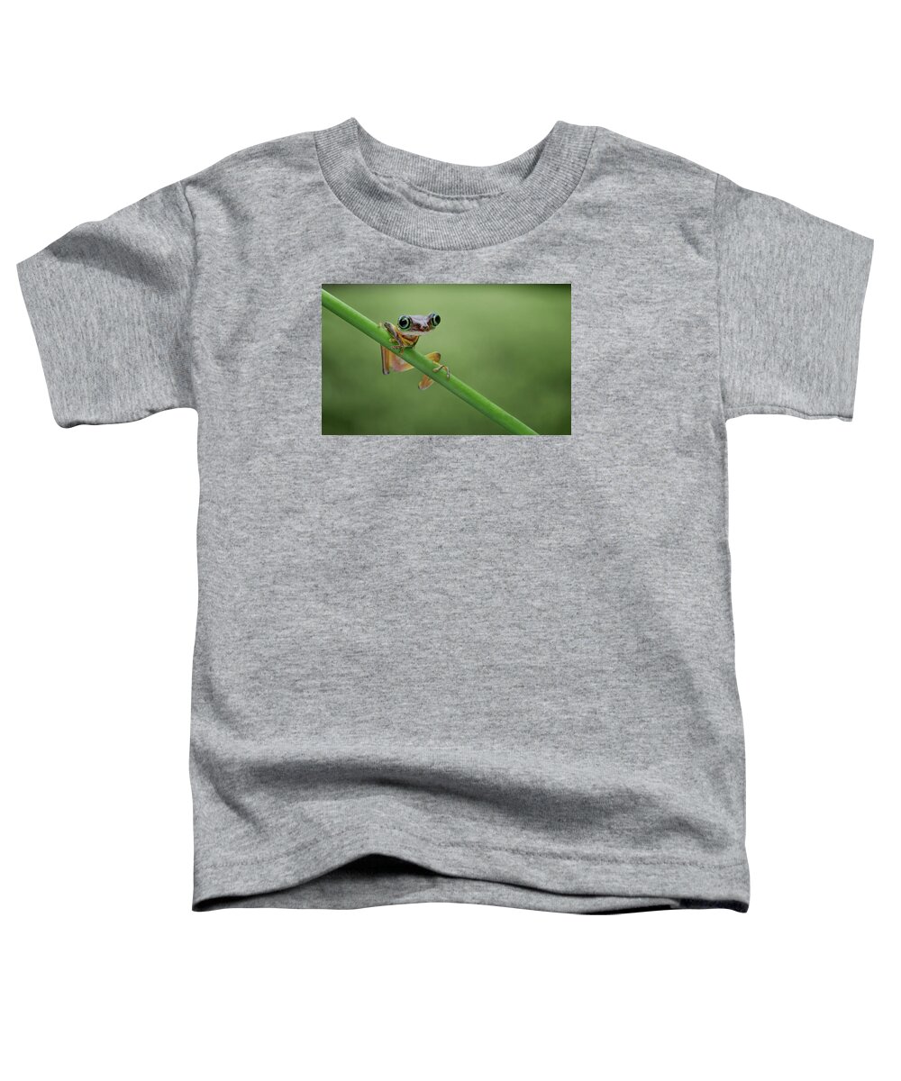 Frogs Toddler T-Shirt featuring the photograph Lemur Tree Frog - 2 by Nikolyn McDonald