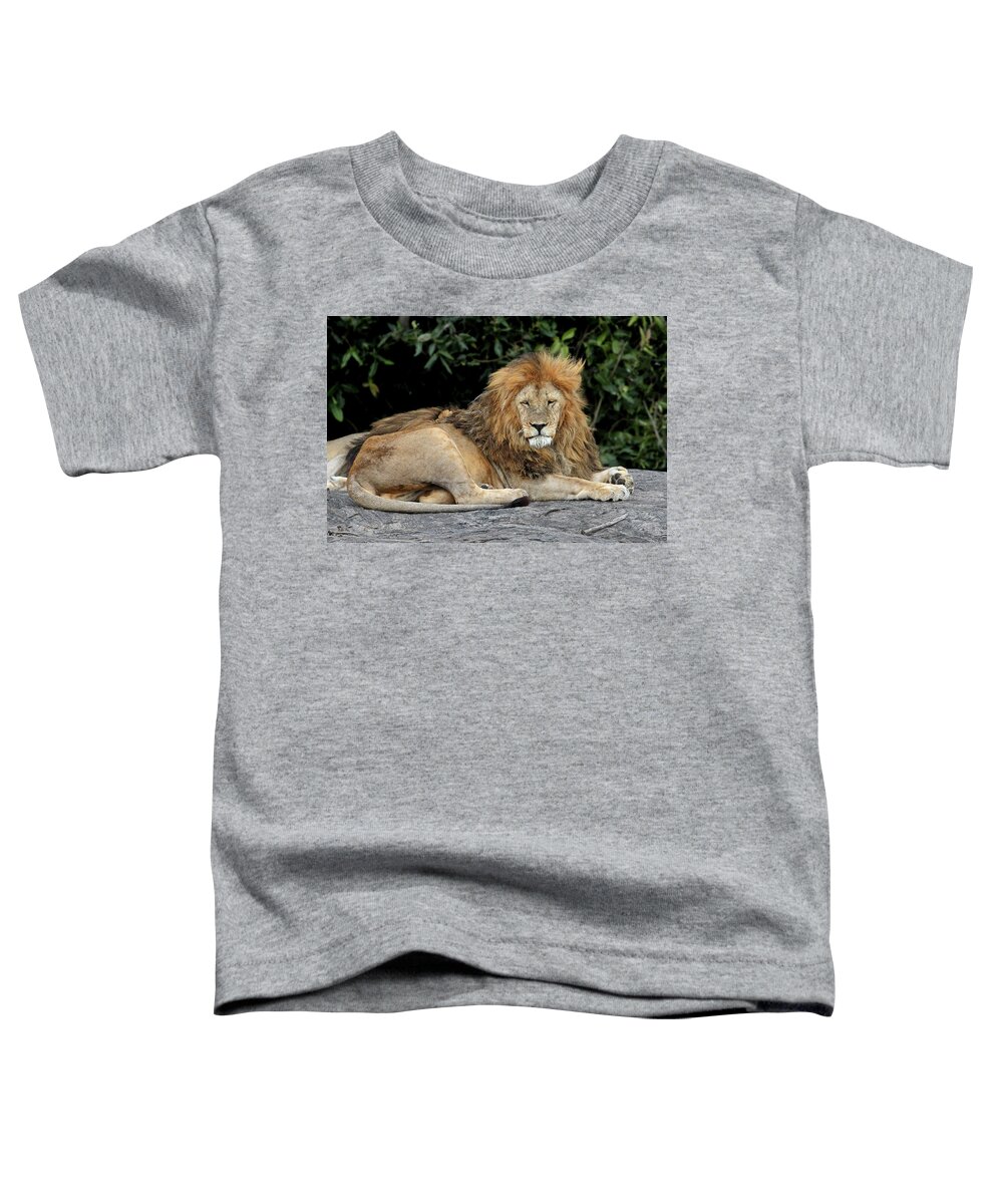 Lion Toddler T-Shirt featuring the photograph Lion Resting on the Rocks in Africa by Gill Billington