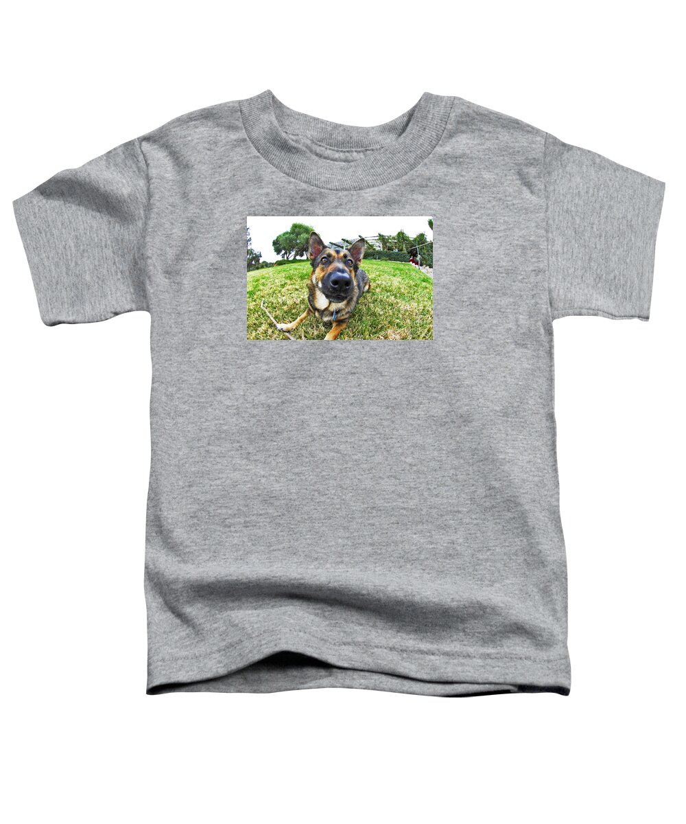 Little Toddler T-Shirt featuring the photograph Little Shepherd Corgi dog by Micah May