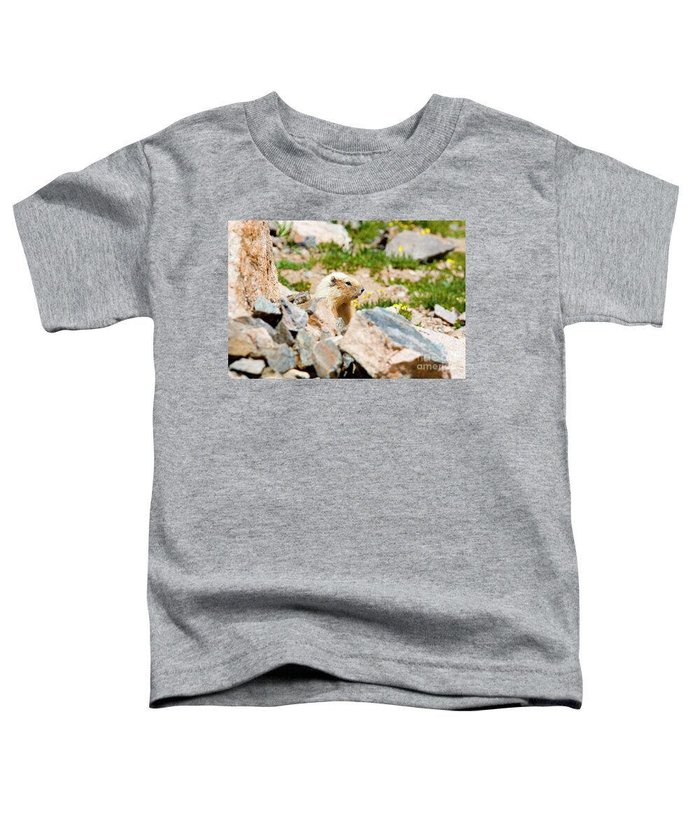 Marmot Toddler T-Shirt featuring the photograph Marmot on Mount Massive Colorado by Steven Krull